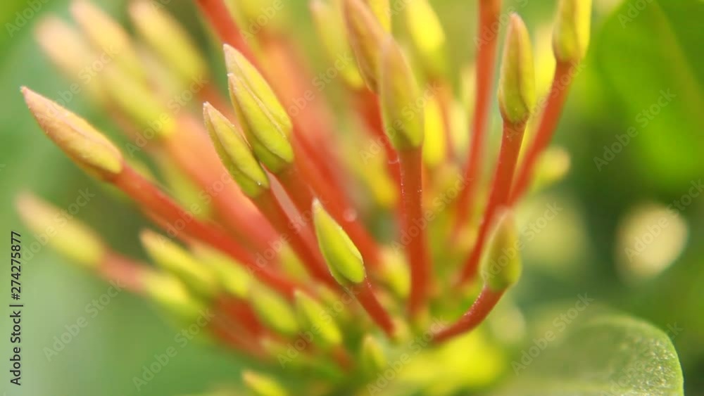 Orange-scarlet flowers. Red Flower close up macro. Close up Ixora Dwarf Red Evergreen shrub large dense heads of brilliant flowers from spring. India Orange-scarlet flowers. Red Flower close up macro. Close up Ixora Dwarf Red Evergreen shrub large dense heads of brilliant flowers from spring. India