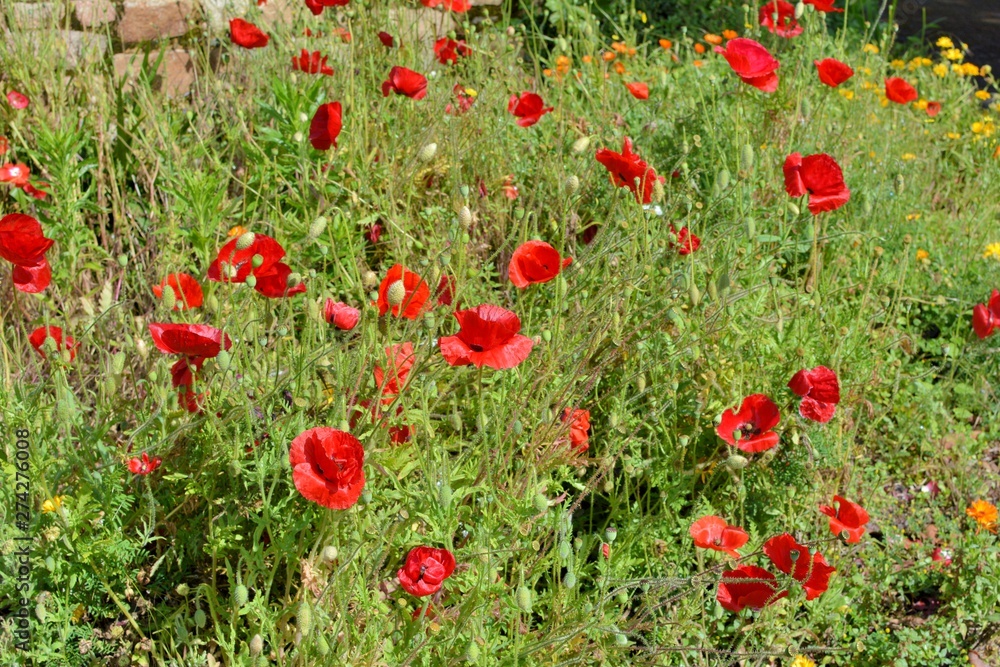 Obraz premium Fleurs de Bretagne