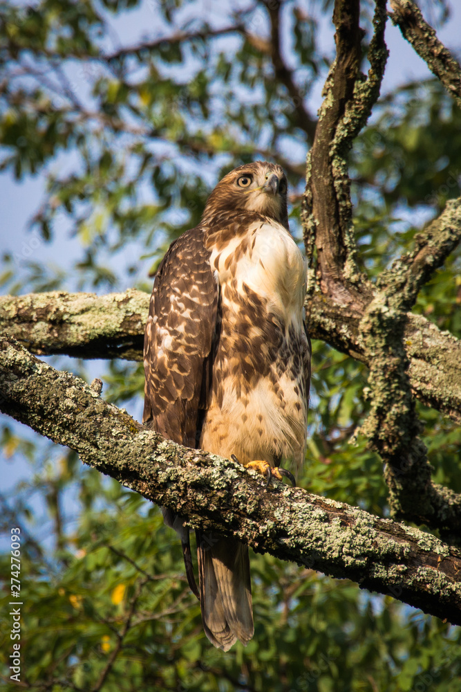 Obraz premium Red Tailed hawk on the branch of a tree looking out to the field