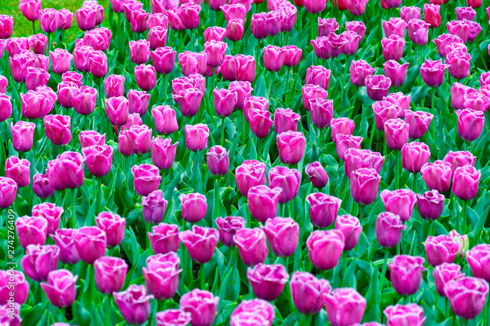 Beautiful flowerbed of violet tulips. Background of purple tulips field. Spring and summer mood Beautiful flowerbed of violet tulips. Background of purple tulips field. Spring and summer mood