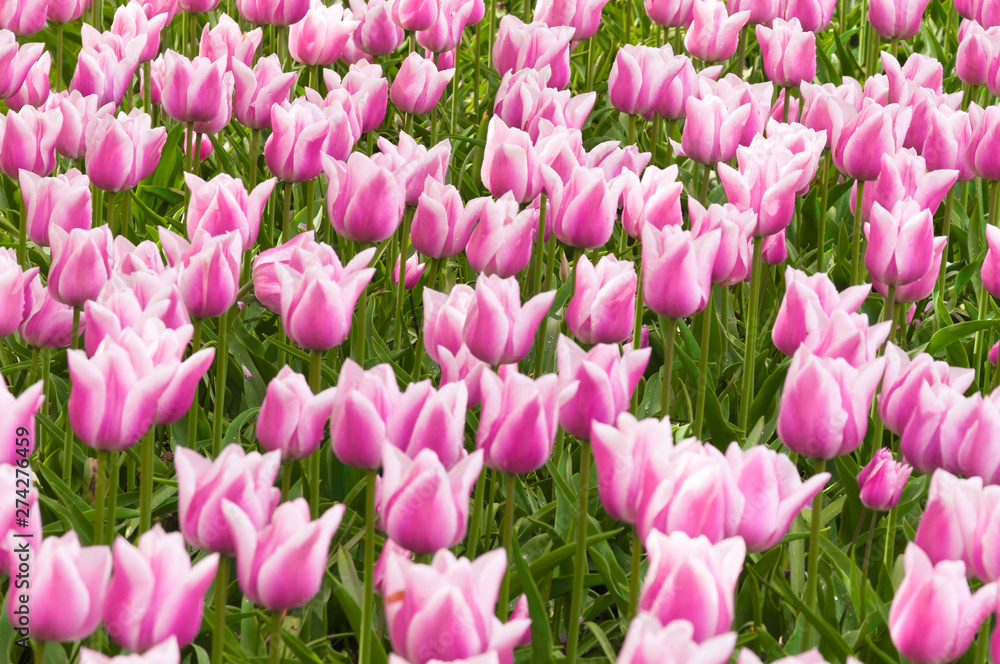 Beautiful flowerbed of pink with white tulips. Background of purple tulips field. Spring and summer mood Beautiful flowerbed of pink with white tulips. Background of purple tulips field. Spring and summer mood