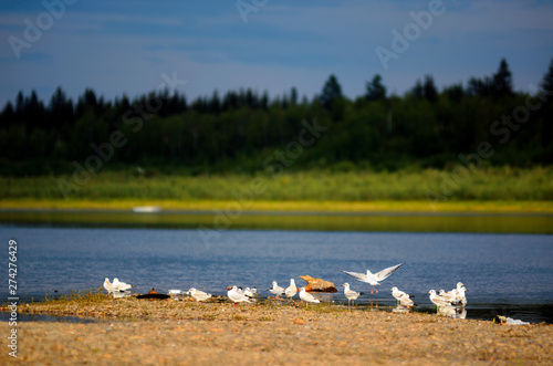 Wild Northern birds are white gulls in the flock on the banks of the Yakut river Vilyui bright in the evening on the background of the taiga forest and the shore. photo