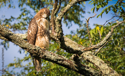 Red Tailed hawk on the branch of a tree looking down