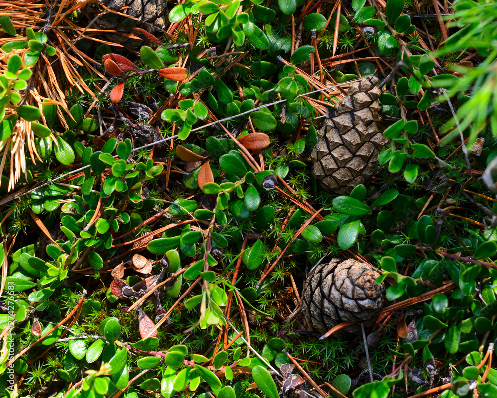 Obraz premium Fir cones lie in green leaves next to a spruce branch on the floor of the forest.