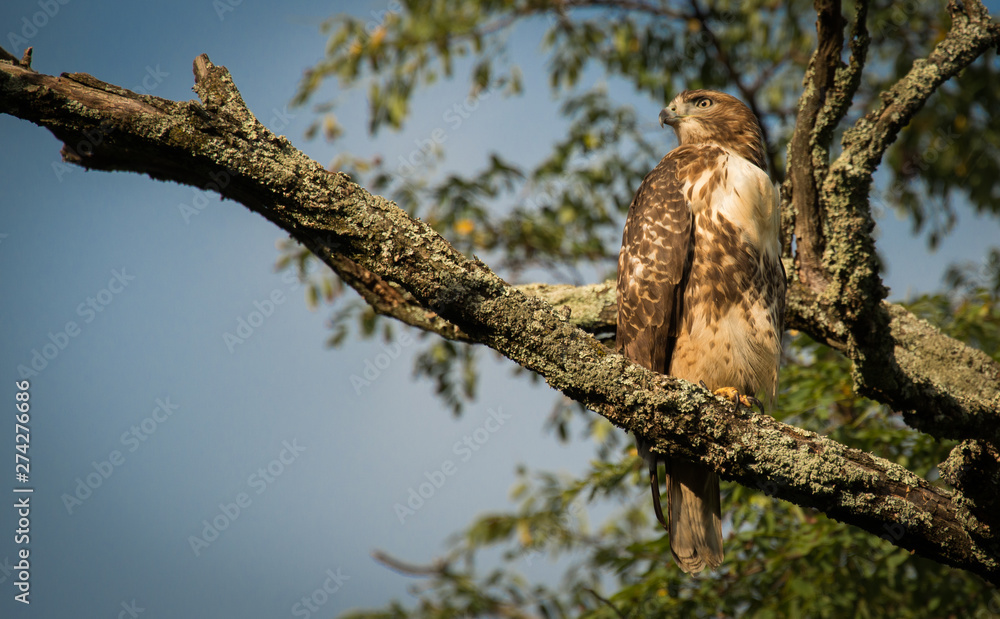 Red Tailed hawk on the branch of a tree looking to the left Red Tailed hawk on the branch of a tree looking to the left