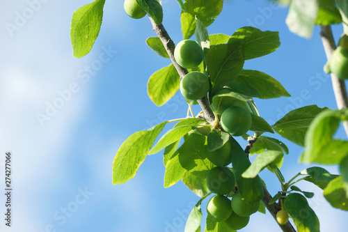 Green plum ripening on a tree branch