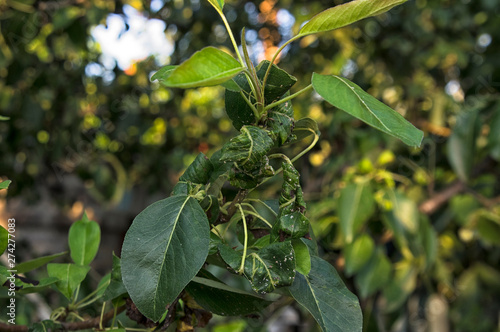  fruit tree disease on leaves, twisted tree leaves from disease photo