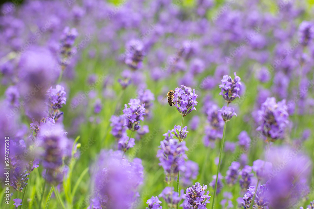 Violet lavender field with wasp in the summer, nature beauty Violet lavender field with wasp in the summer, nature beauty