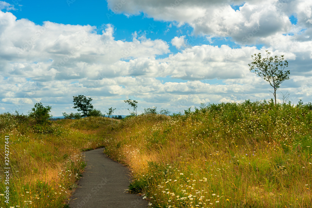 Wild Flowers In Bloom At Mima Mounds Wild Flowers In Bloom At Mima Mounds