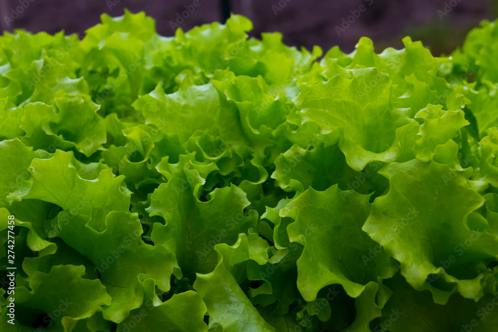 green salad in the garden. Rows of fresh lettuce plants in the countryside on a sunny day green salad in the garden. Rows of fresh lettuce plants in the countryside on a sunny day