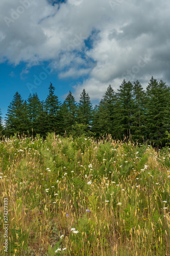 Wild Flowers In Bloom At Mima Mounds