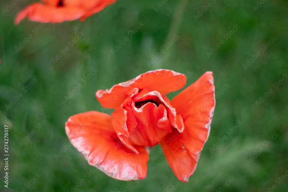 Red poppy flower on a green background Red poppy flower on a green background