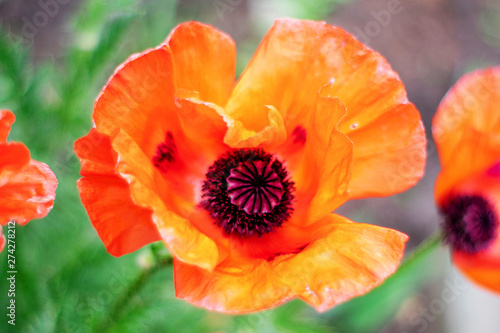 Red poppy flower on a green background
