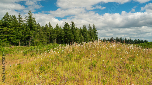 Wild Flowers In Bloom At Mima Mounds