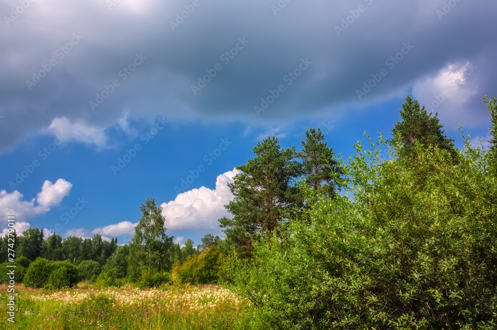 Summer landscape on the edge of a pine forest on a hot day.