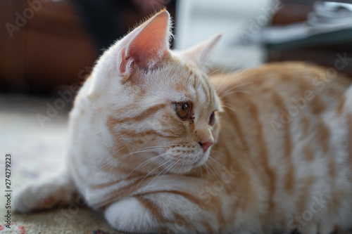 Orange getigerte Katze BKH