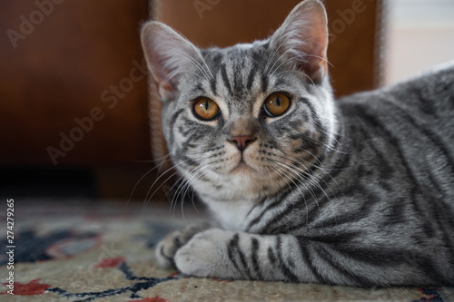 Grau getigerte Katze BKH