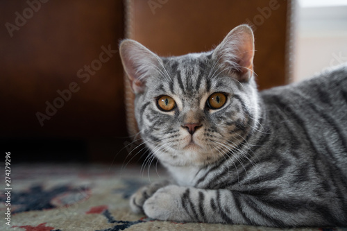Grau getigerte Katze BKH