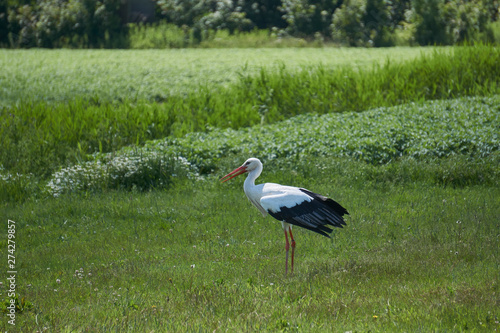 Canvas Print A black and white stork bird standing in green field on the dutch island of Texe