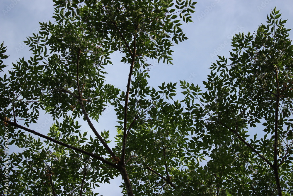 Fototapeta premium tree on blue sky