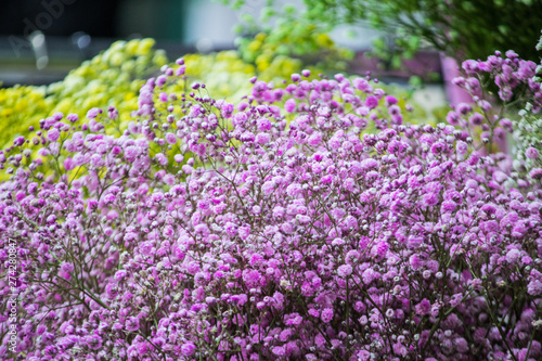 field of purple flowers