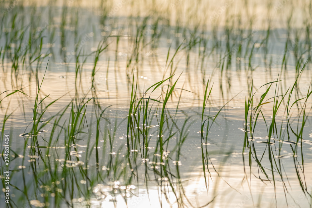 Paddy field with young plant in water and sunlight background