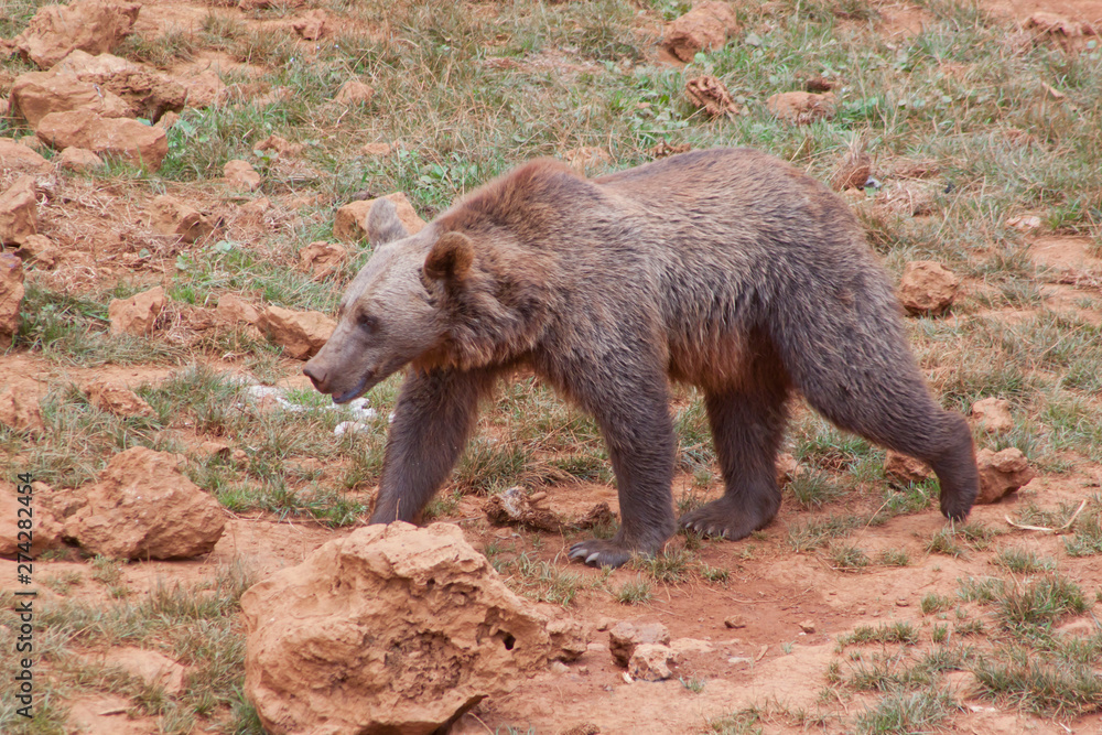 brown bear in the natural park of Cabarceno, Spain brown bear in the natural park of Cabarceno, Spain