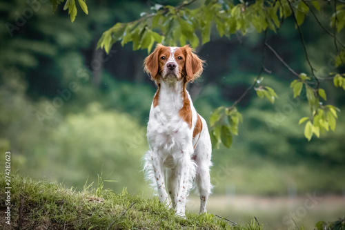 close up portrait of brittany spaniel female dog portrait photo