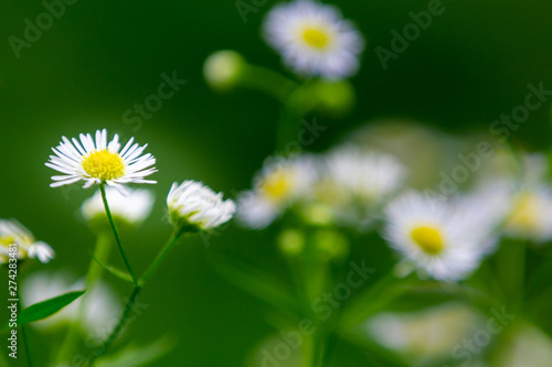 daisies in green grass