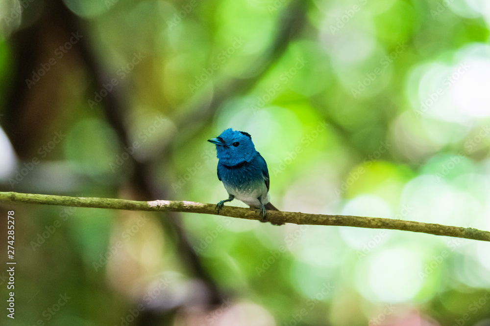 Black-naped Monarch ( Hypothymis azurea ) in real nature in Thailand Black-naped Monarch ( Hypothymis azurea ) in real nature in Thailand