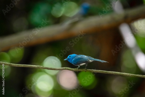 Black-naped Monarch ( Hypothymis azurea ) in real nature in Thailand photo