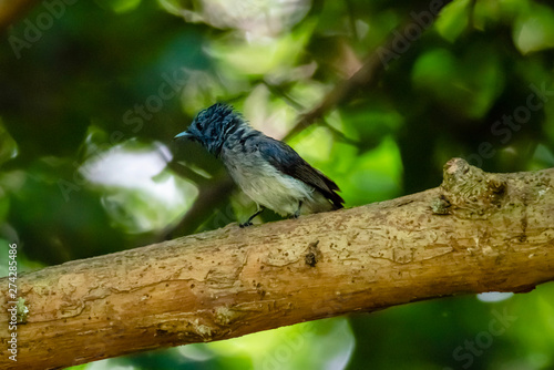 Black-naped Monarch ( Hypothymis azurea ) in real nature in Thailand photo