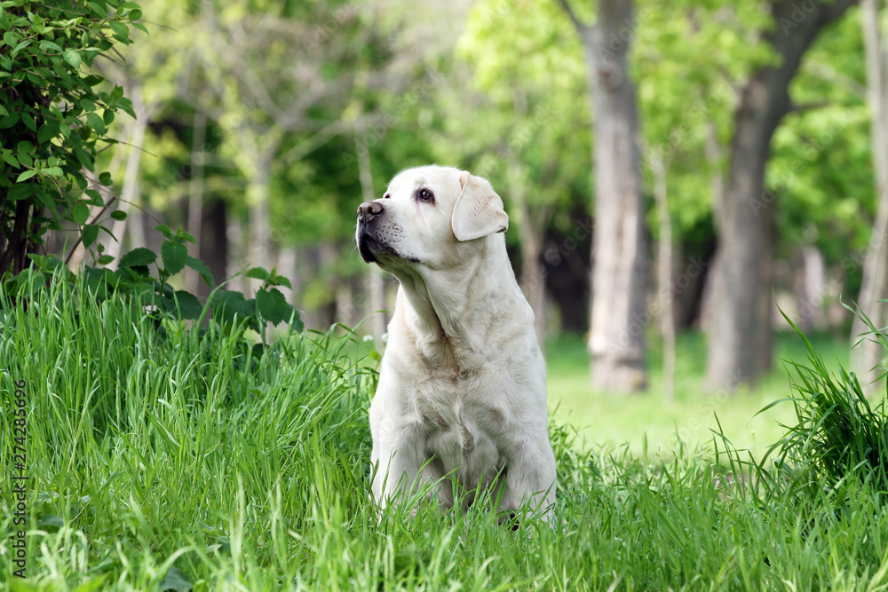 the yellow labrador in the park the yellow labrador in the park