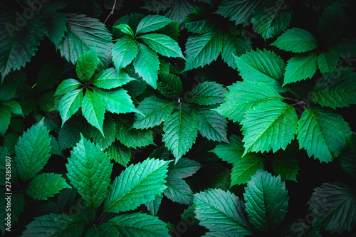 background of green leaves and plants