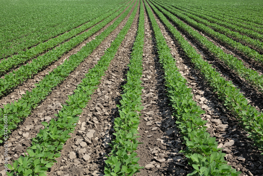 Soybean plant in field in spring Soybean plant in field in spring