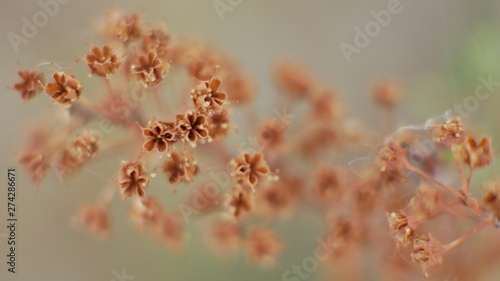 macro