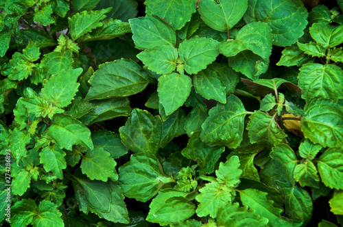 A large mature Pogostemon cablin patchouli plant growing in garden making green leaves background, shown from above with large leaves and small new growth, medicinal plant used in aromatherapy.