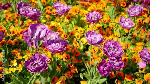 View on flowers in a garden in Spring.