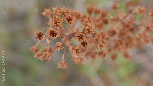 macro