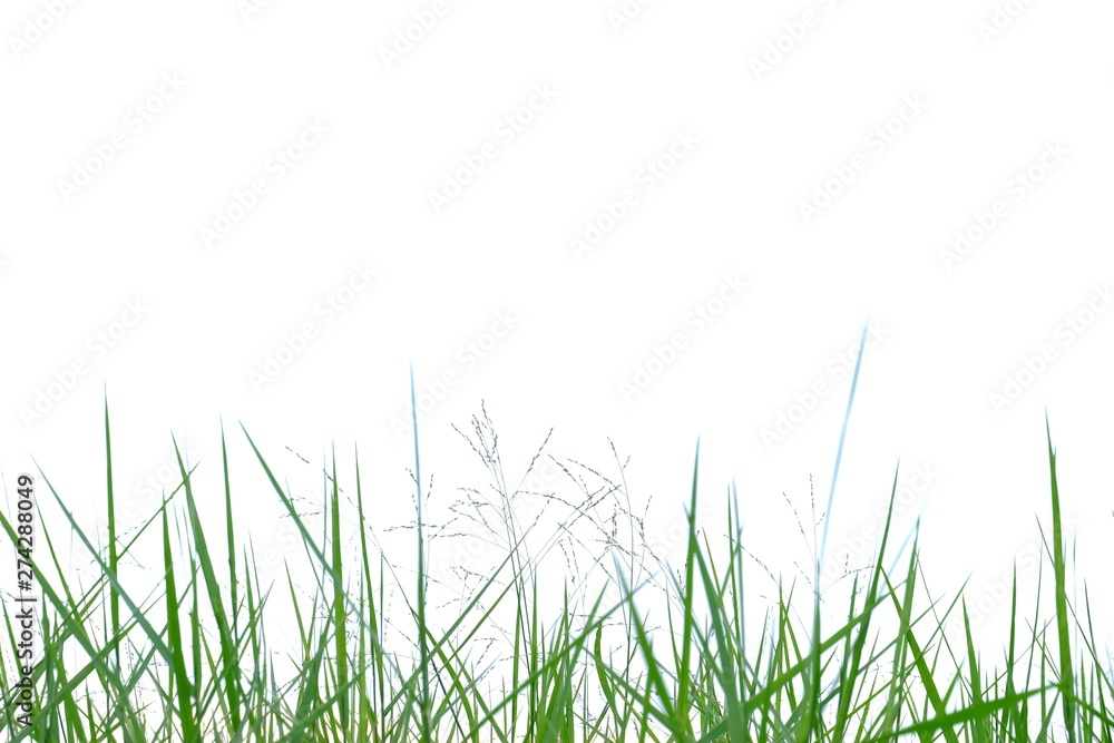 Wild grass leaves with wind blowing on white isolated background for green foliage backdrop Wild grass leaves with wind blowing on white isolated background for green foliage backdrop
