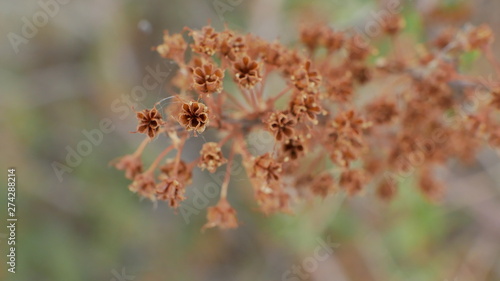 macro