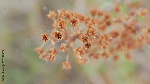 macro