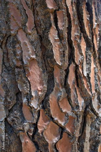 Tree bark close-up.