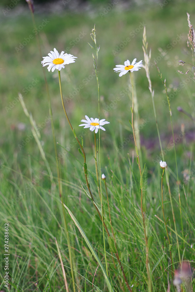 field of daisies