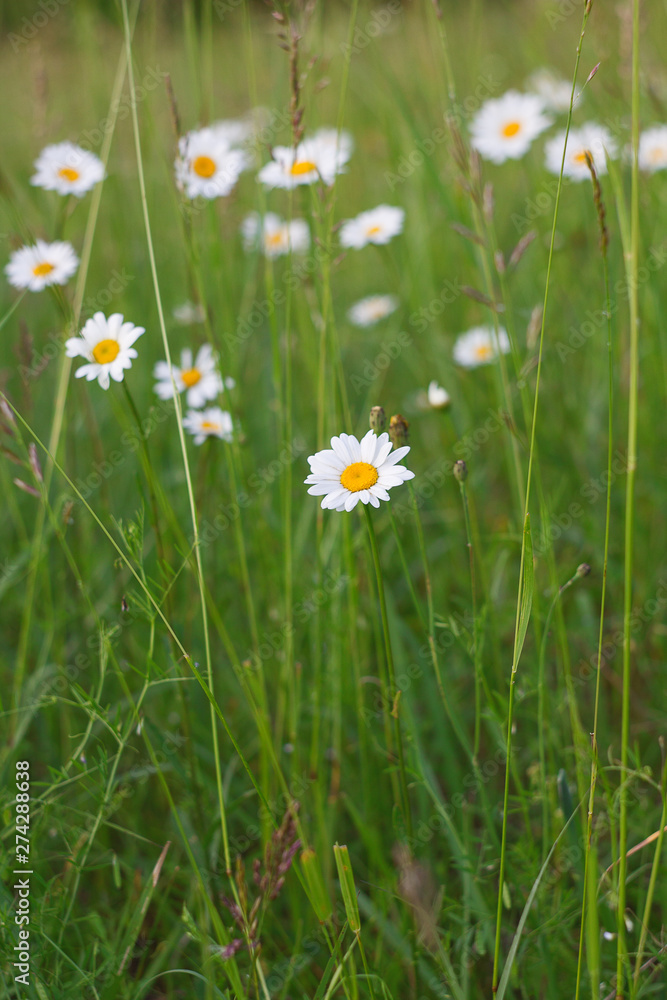 daisies in green grass daisies in green grass