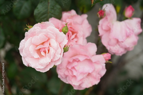 Damask pink roses