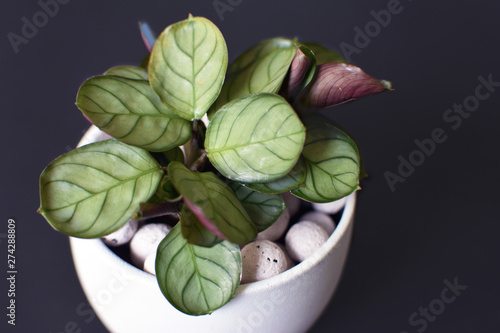 Small tropical 'Ctenanthe Burle Marxii Amagris' plant on black background photo