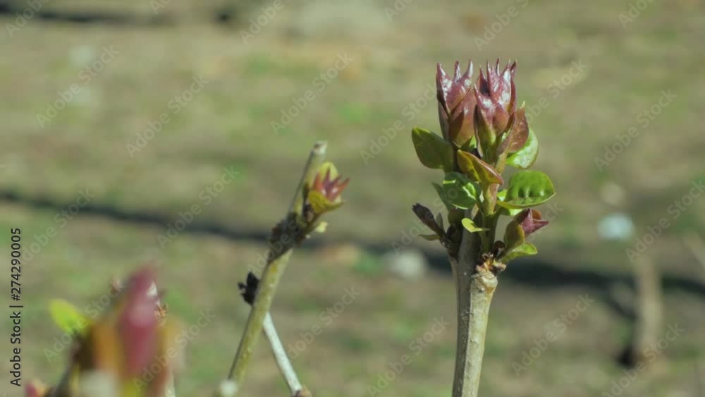 Close up picture of green tree buds against fresh grass Close up picture of green tree buds against fresh grass