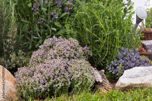 Ysop und Bergbohnenkraut photo