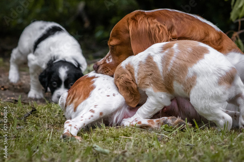 Fototapeta Naklejka Na Ścianę i Meble -  love and affection between mother and baby children brittany spaniels dogs